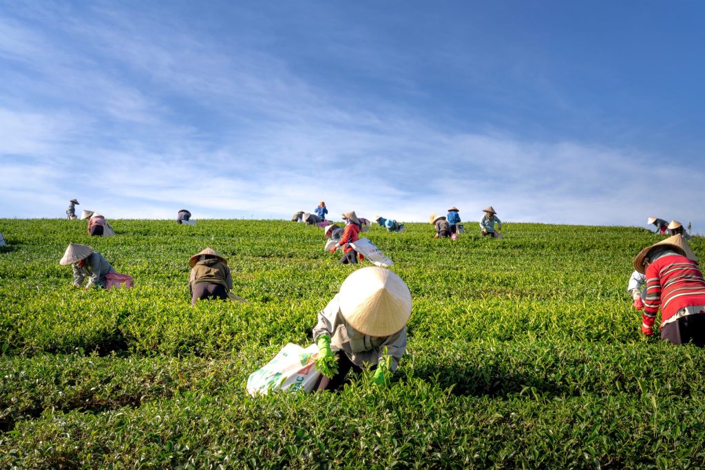 Crop Farmers/Manager