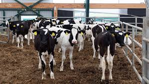 Dairy Calf Rearer