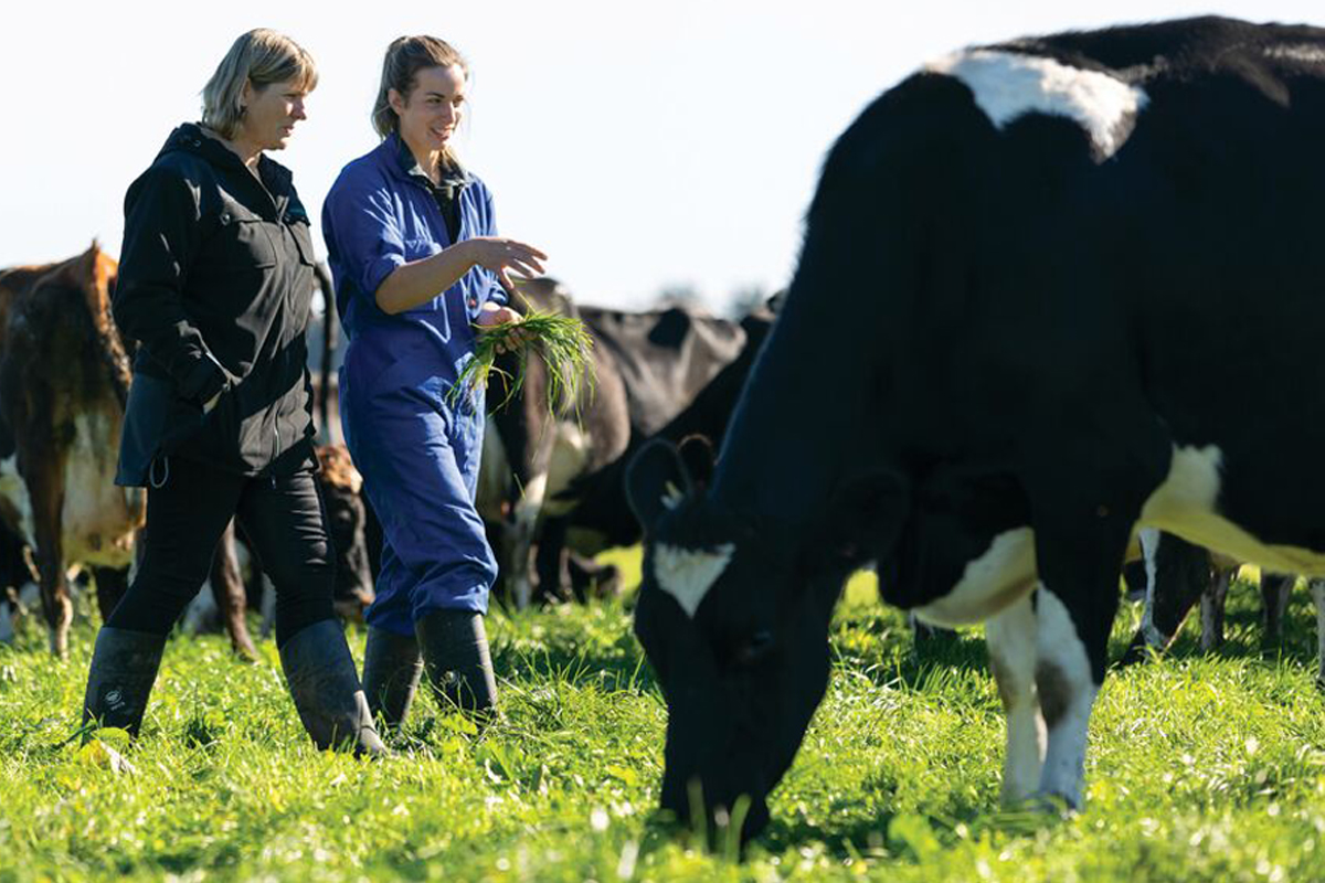 Dairy Farm Assistant working on a cattle field,